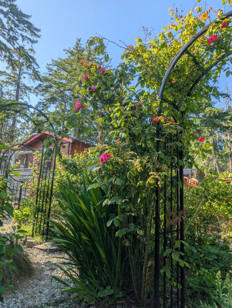 Multiple arbours covered roses in the near, middle, and farground.