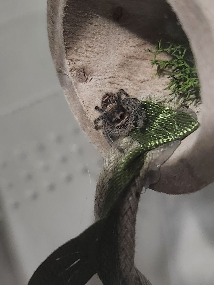 Ivy, a small female jumping spider, sitting in a wooden hide. Her coloring is mostly a dark greyish brown, with lighter brown spots on her abdomen. She has large black eyes, and fuzzy pedipalps. There's a bit of moss in the back of the hide, and there's a green and beige climbing rope hanging from the front of it.
