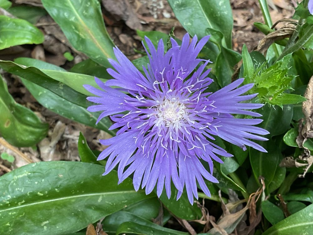 Photo of blue flower among greenery. The flower has many thin petals that are mostly blue, but in the center the petals are white. 