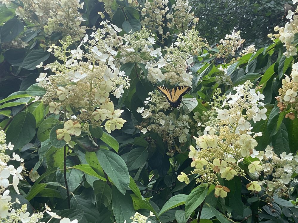 Picture of a yellow and black butterfly on the flowers, on a hydrangea shrub. The flowers are white and numerous. Green leaves surround the flowers and butterflies. 