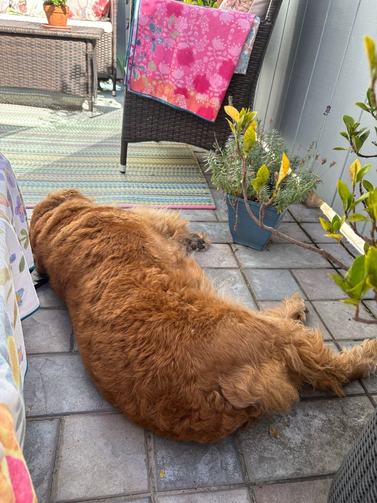 Goldendoodle, unbothered by trolls, naps on her deck. 