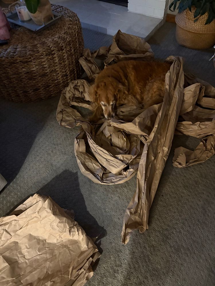 Daisy "helps" by sitting in the pile of paper & biting it as momb tries to flatten it out. 