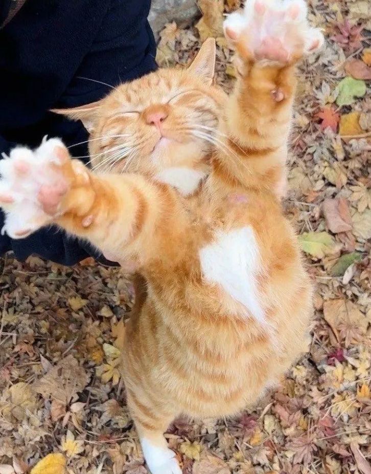 a ginger cat stretching up on its paws with its eyes closed