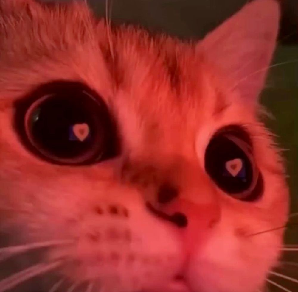 a cat meme with a red light over the cat and heart shapes in its eyes