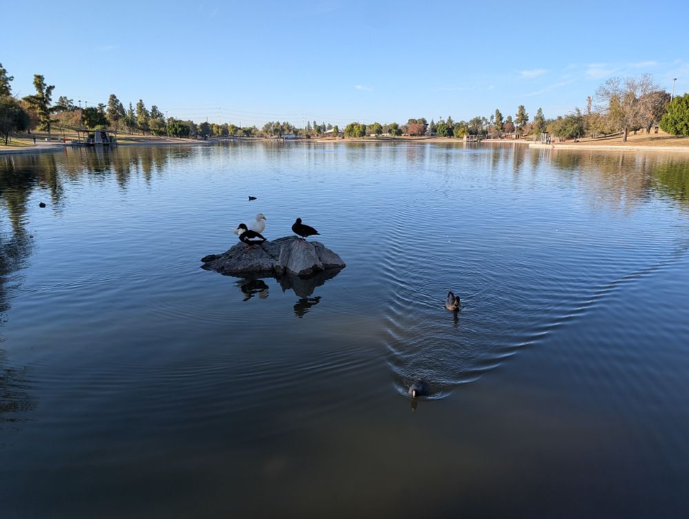 A white swan and two black ducks sit atop a rock in a placid lake, with a variety of ducks swimming toward the camera.