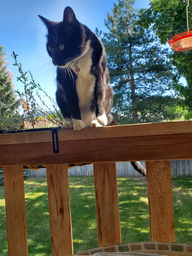 Pete the black and white tuxedo cat sitting on the deck rail, on a fine, sunny summer day.