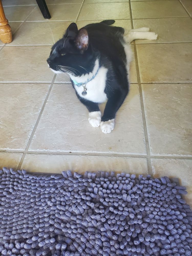 Petite the tuxedo relaxing on the cool tile floor and sniffing the air 
