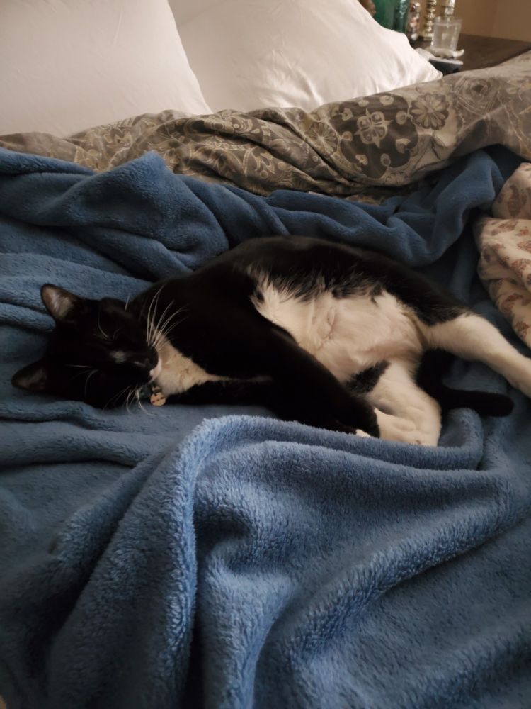 Petey cat snuggling comfortably on an un-made bed.