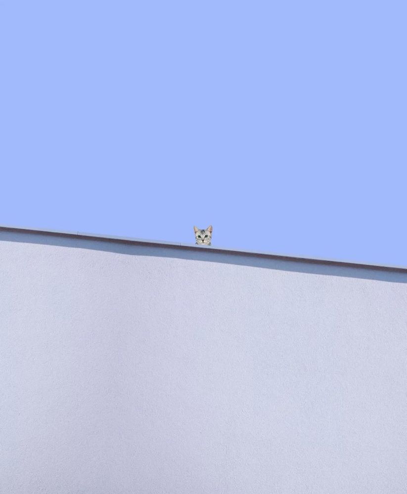 Foto av det som ser ut som toppen av en bygning uten vinduer med flatt tak. like over kanten skimter man hodet til en søt pusekatt. 