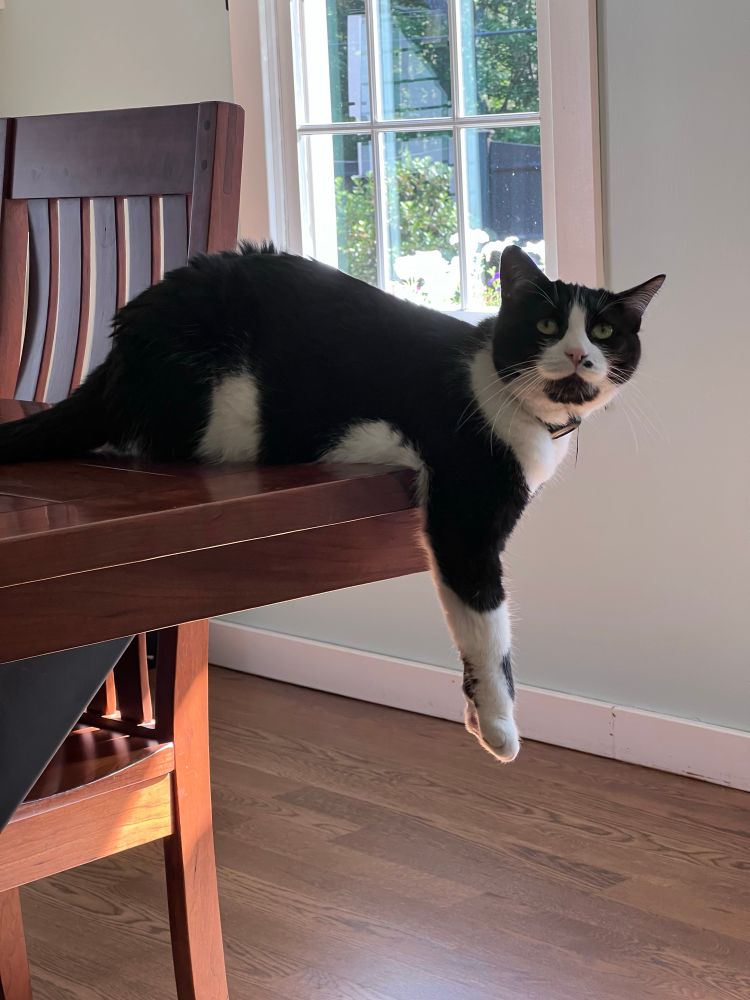 Henry, a male tuxedo cat, is lying on a wooden dining room table with his front paws hanging straight down off the edge of the table with most of his weight on his chest. He does this all the time on various surfaces. 