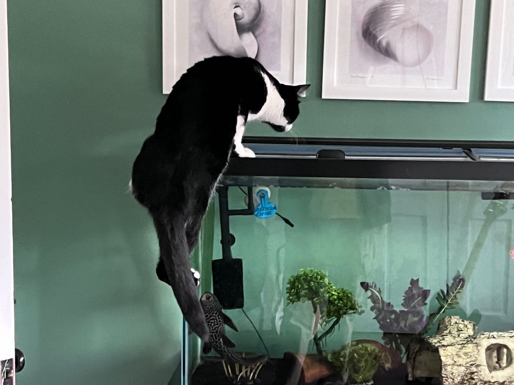 Henry, a black and white cat, in the process of climbing on top of a large aquarium.