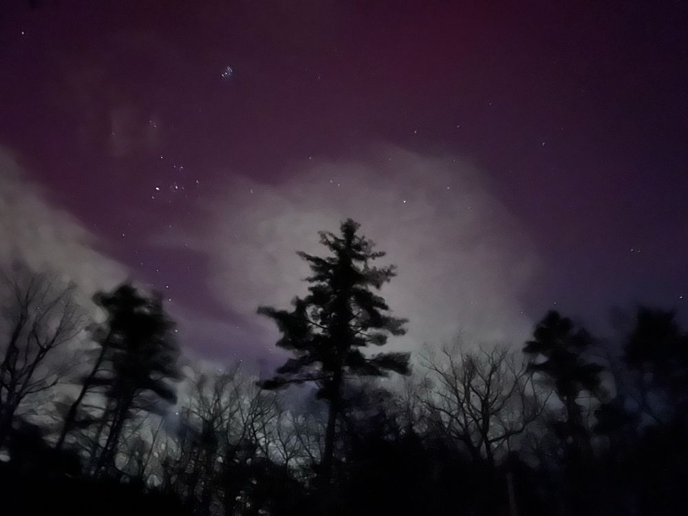 Purple and white aurora with dark pine trees in the foreground.