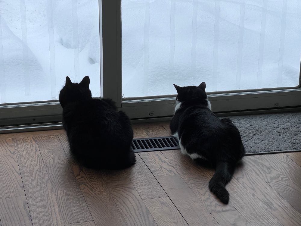 Rae (left) is a black cat and Henry (right) is a black and white cat. They are intently watching birds at the backyard feeder.