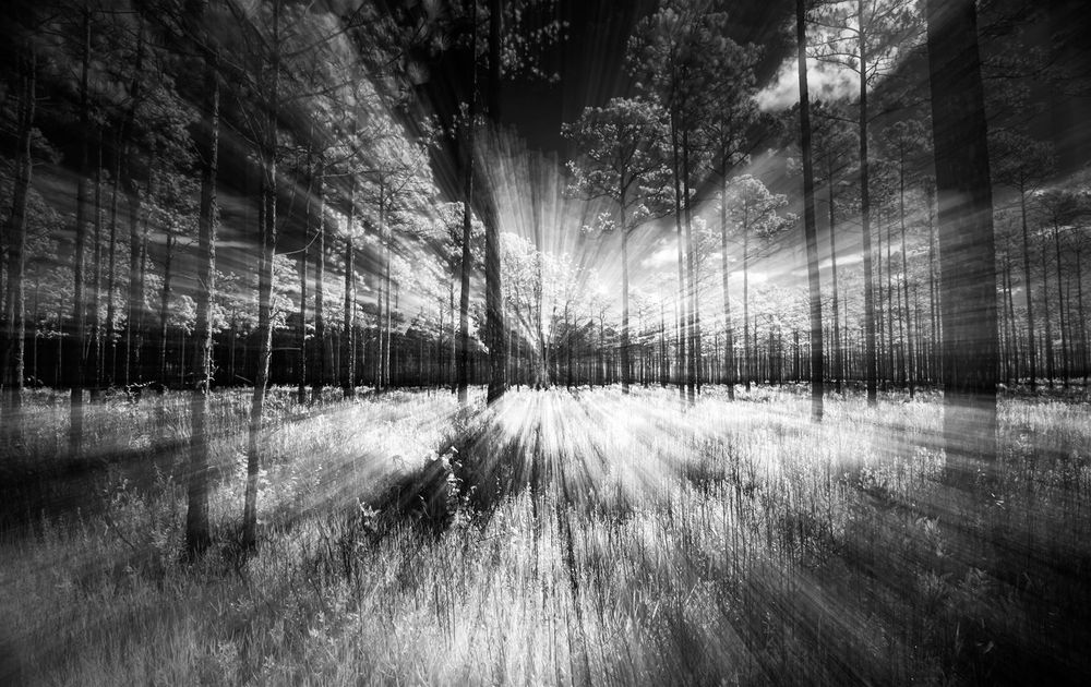 This is a black and white image that looks like one is zooming in and moving into the frame.  There are pine trees and grass and light rays converging into the center of the frame.  It was made by slowly zooming in with the lens during the 6 second exposure creating a feeling of zooming into the image.  