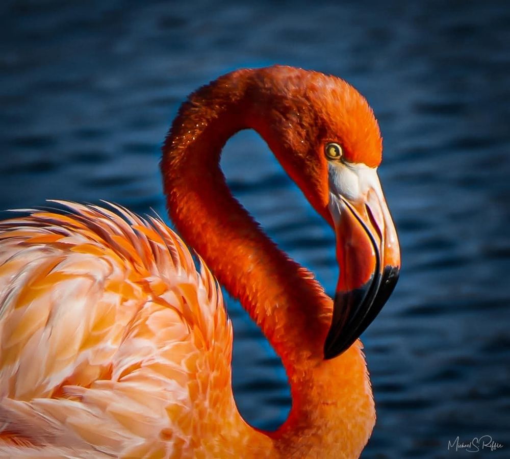 This is a portrait image of a flamingo with its vivid orange color and finely textured feathers. 