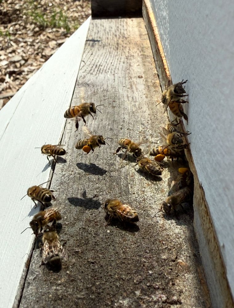 Honey bees entering and exiting a painted white hive box through an entrance reducer, some with pollen baskets full of orange pollen. 
