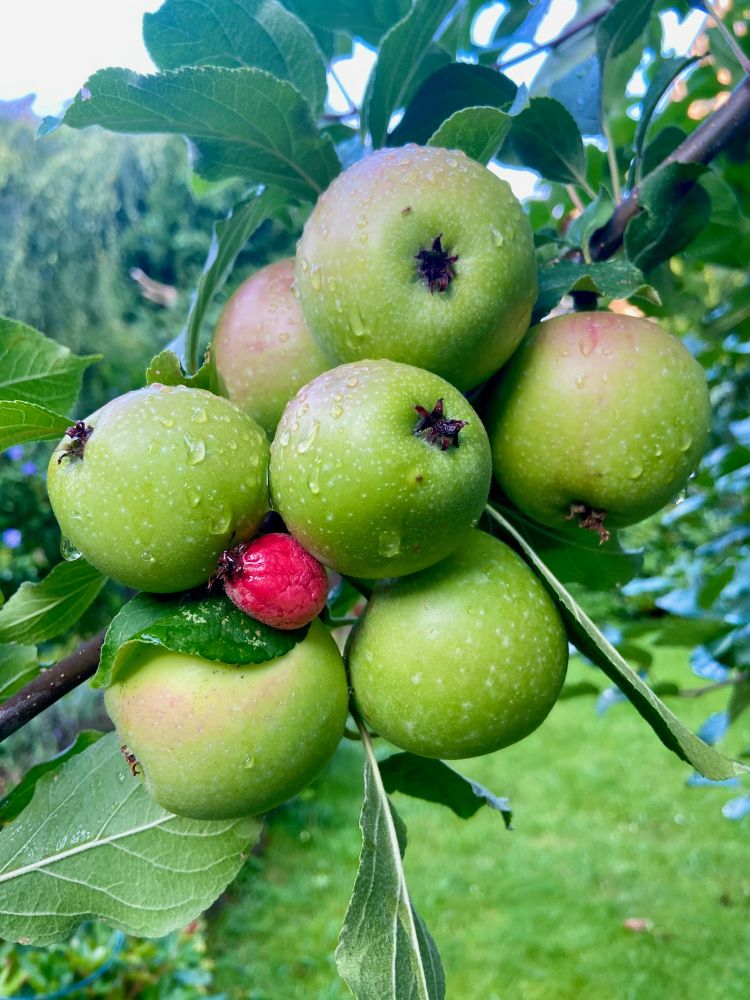 Äpfel am Apfelbaum (Rote Sternrenette). Zwischen sieben großen grünen unreifen Äpfeln befindet sich eine sehr kleine aber rote verkümmerte Frucht.