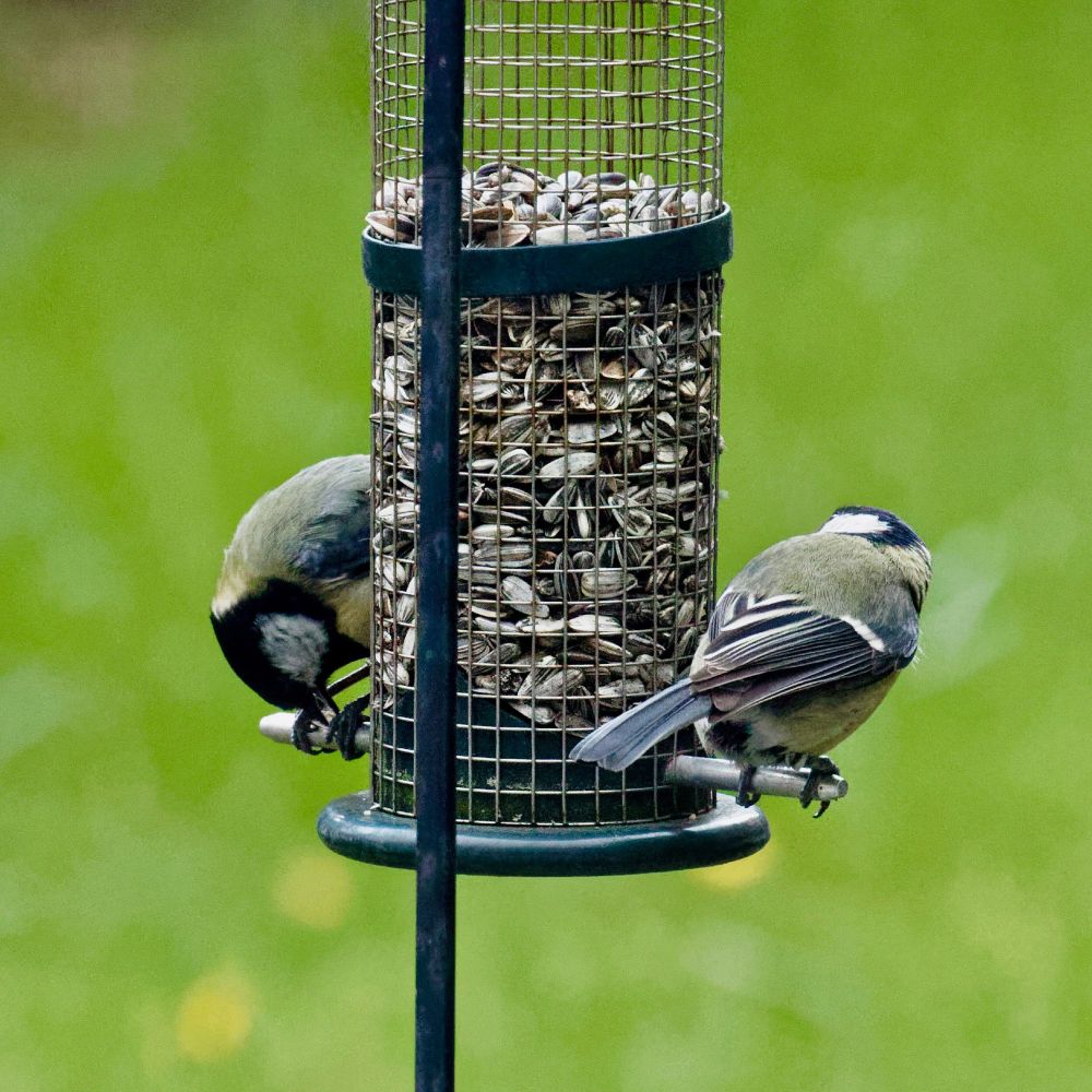 Zwei Meisen sitzen an einem Runden zylindrischem Futterbehälter mit Meisenfutter auf kleinen Metallstäben an gegenüberliegenden Seiten und gucken beide gegen den Uhrzeigersinn.