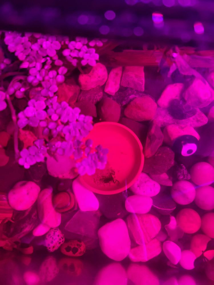 A top view of an aquarium tank with pink lighting. The substrate is a bunch of rocks and crystals about 1-2in, and there is salvia minima (a floating plant) in the top left of the image. In the center, a 2in terracotta plant dish sits nestled in the rocks with a small pile of pellets, a tiny frog, about 0.5in, laying on top. 