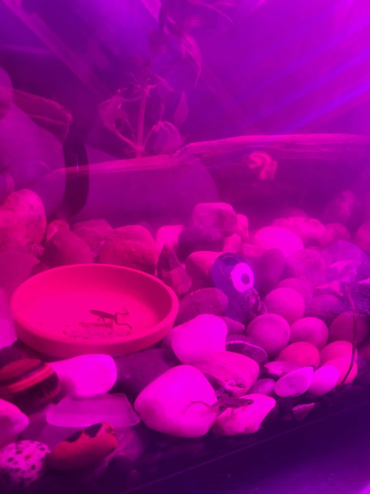 A front view of an aquarium tank with pink lighting. The substrate is a bunch of rocks and crystals about 1-2in, and there are aquarium plants and driftwood in the background. a 2in terracotta plant dish sits nestled in the rocks at the left of the image with a small pile of pellets, a tiny frog, about 0.5in, laying on top. 
At the very front of the tank, a larger (1in) lighter coloured frog sits and stares into the void.