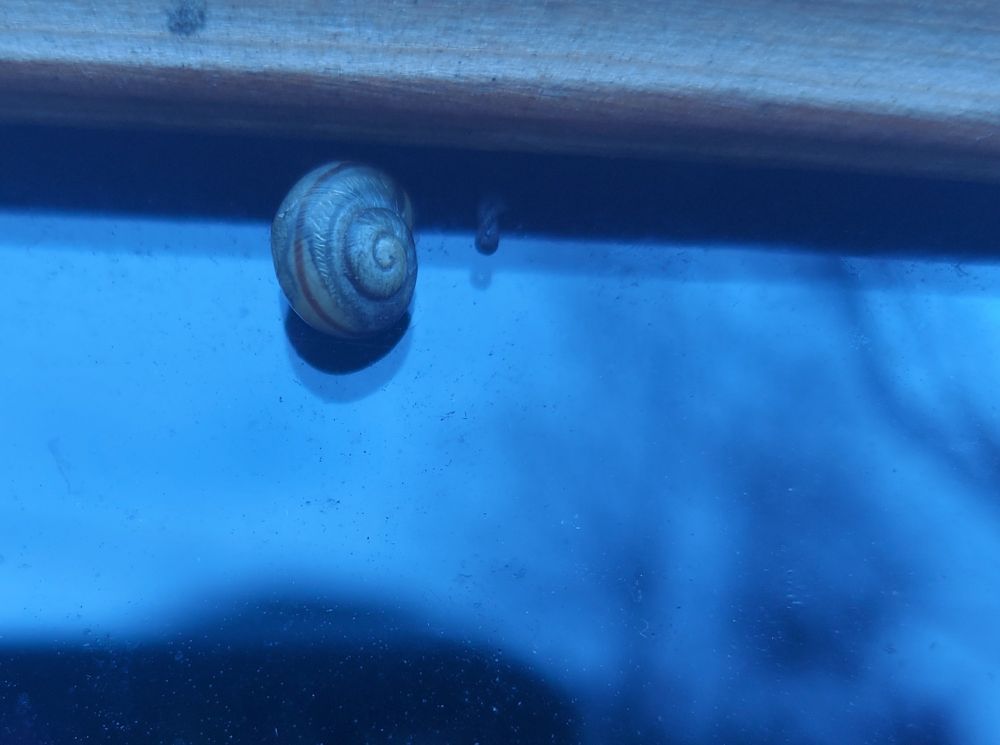 a pane of glass reflecting a teal sky, surrounded by a light wood frame. at the top left of the image, a tiny snail is sitting on the frame and glass.