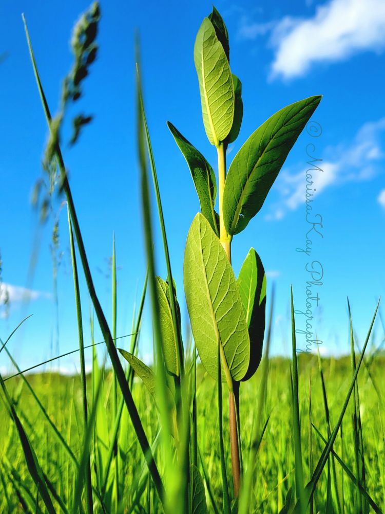 Photography Photo of a blue sky for the top 2/3 and the bottom third is a grass field. Foreground features a type of leafy plant, probably ankle height. Seen from rodents eye view. 