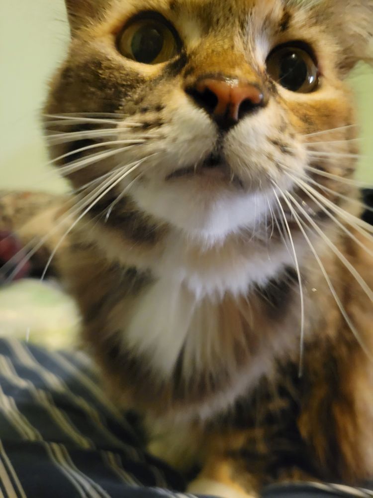Long hair cat in the process of booping you with her nose, long whiskers and all 