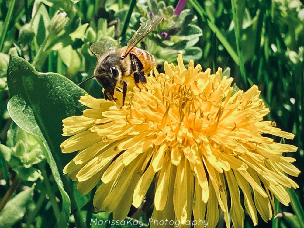 Bee doing its business on a dandelion