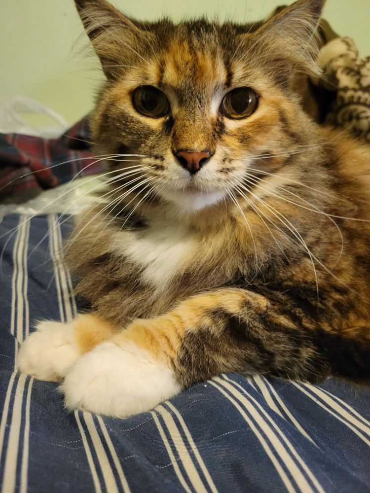 Long hair cat posing for a pic