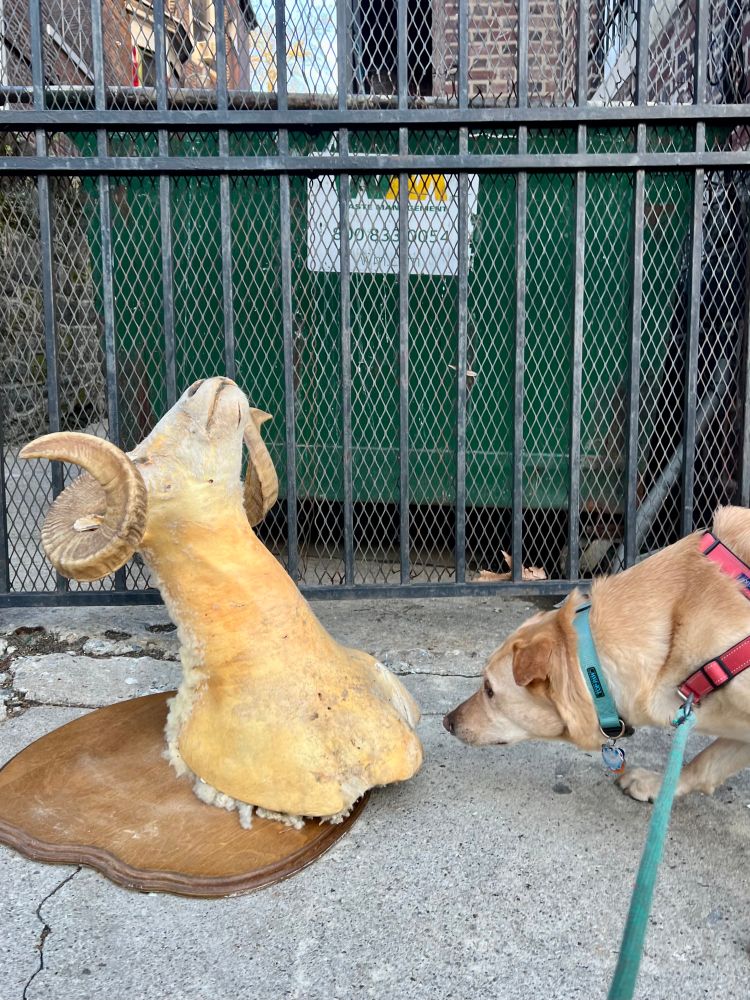 Yellow dog encounters the mounted head of a bighorn sheep discarded by a dumpster on a Philadelphia sidewalk
