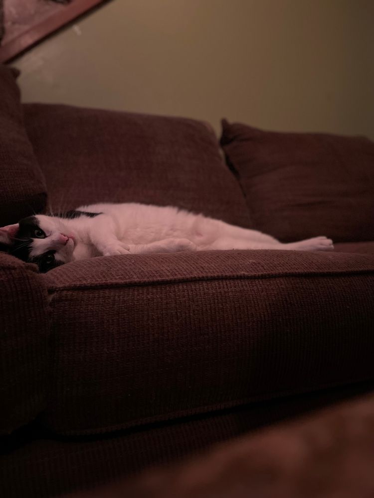 A chunky black and white cat lounges on a brown sofa. His name is Checkers, he is four, and he is utterly relaxed and contemplating whatever chaos he's going to do next.