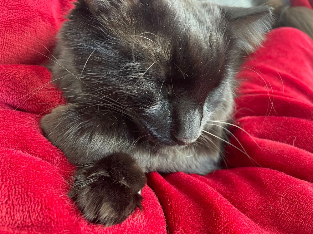 Cute black cat rests his chin on crossed paws. 