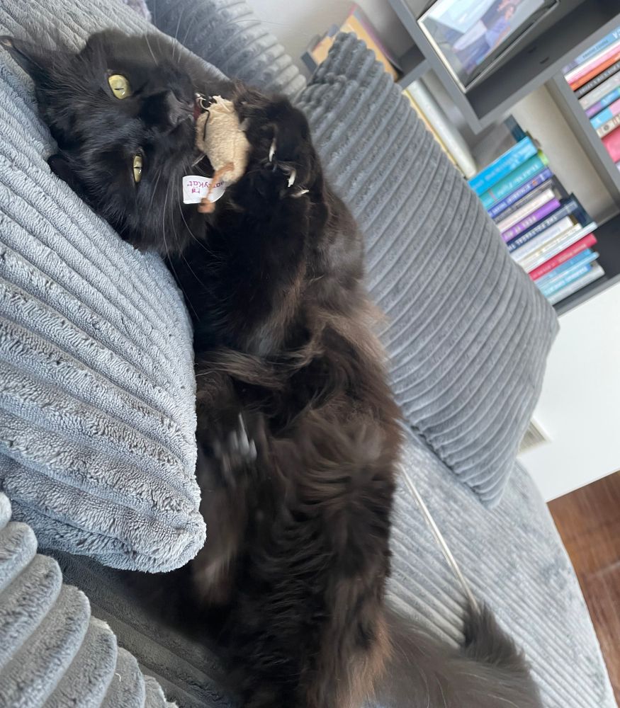 A fuzzy black cat ferociously devours a small toy mouse. 