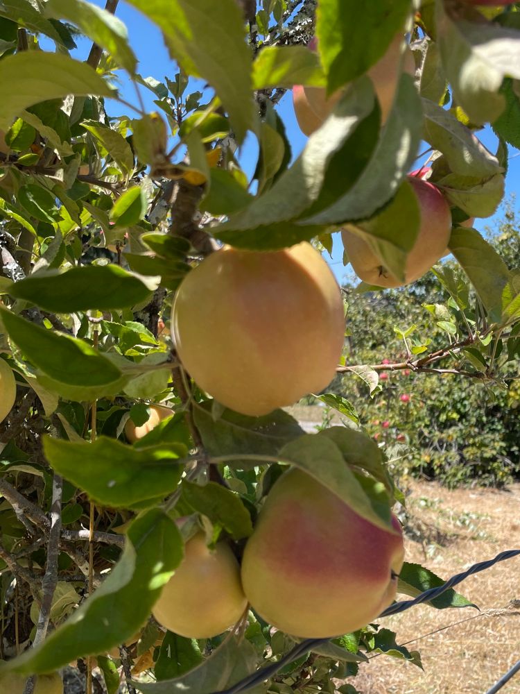 A cluster of yellowish apples hanging on a tree, with a red cheek. They are pink inside but you have to take my word for it.  