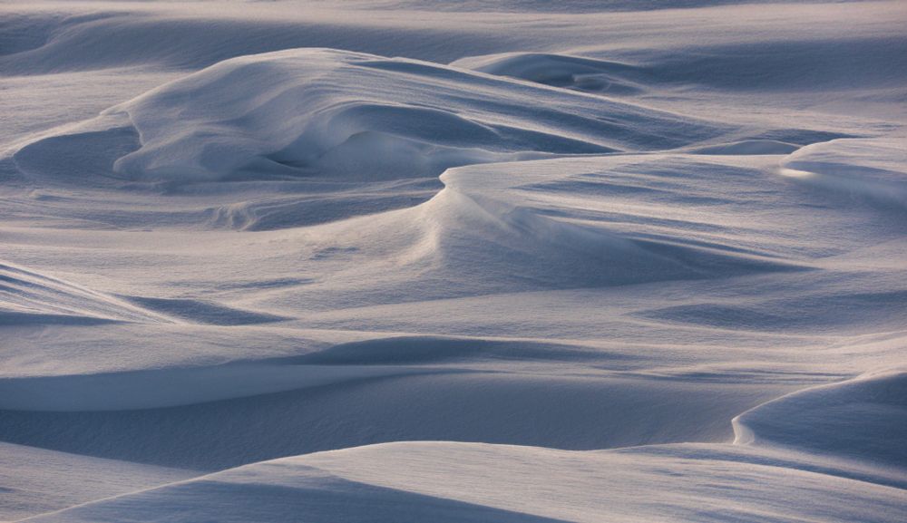 Light and shadow on snow sculpted by the wind into flowing ridges, almost like sand dunes. 