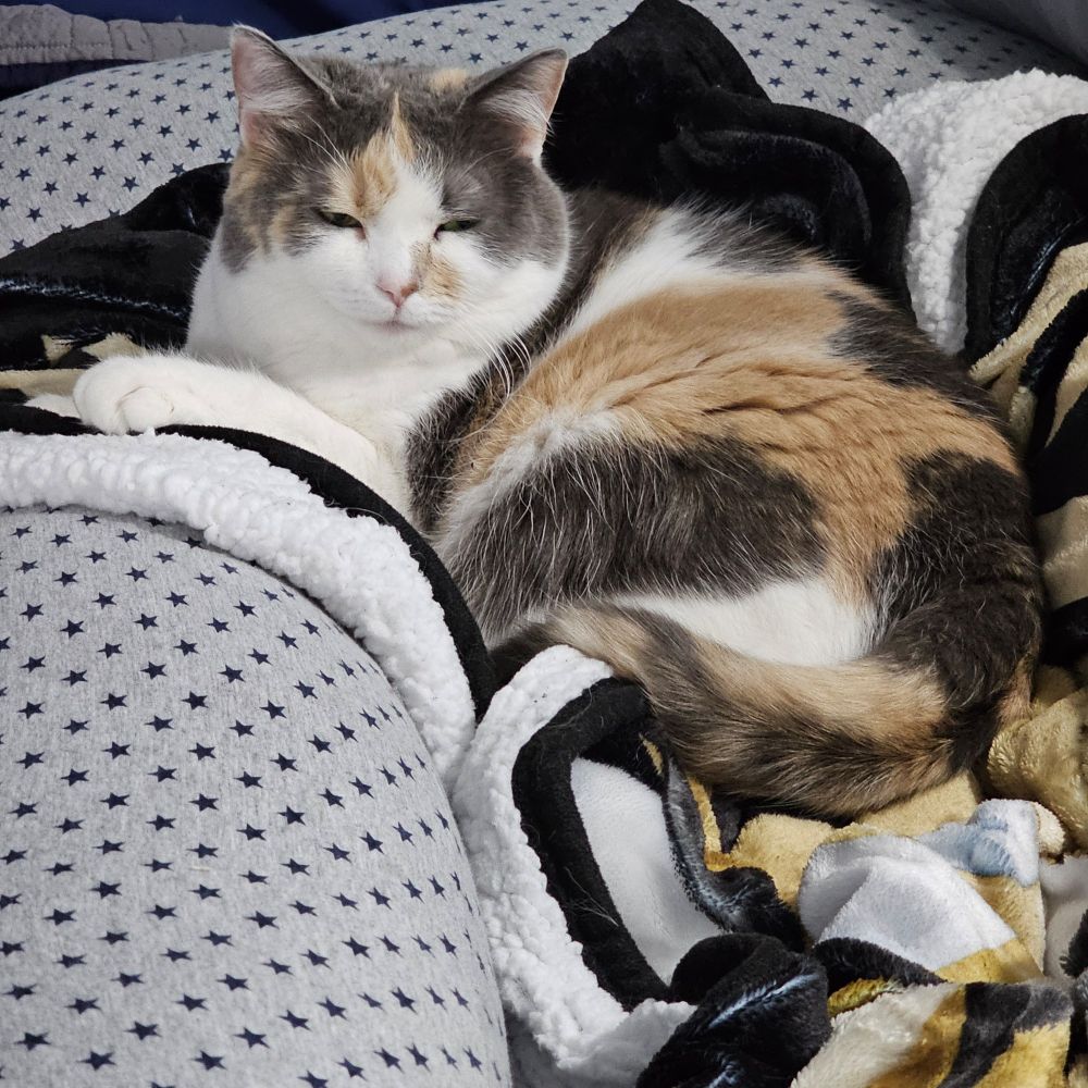 Smug dilute calico cat on a New Orleans Saints sherpa blanket next to a pillow with stars.