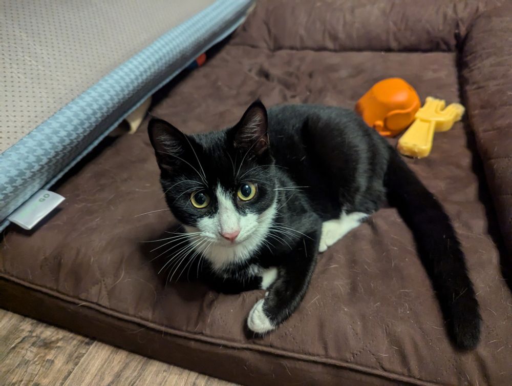 A cute cat chilling on a dog bed
