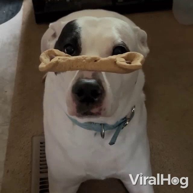 a dog with a cookie in its mouth and the words viralhog on the bottom right