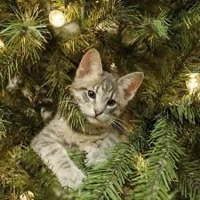 Cat in a Christmas tree