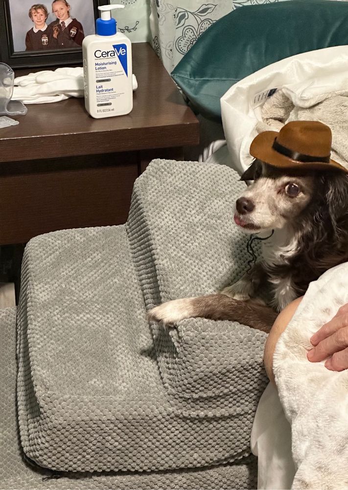 Dog in a little cowboy hat 