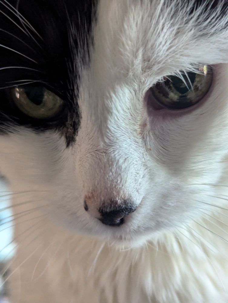 Extreme close-up of black and white cat's adorable face, spotty nose, intelligent eyes, and many long whiskers.