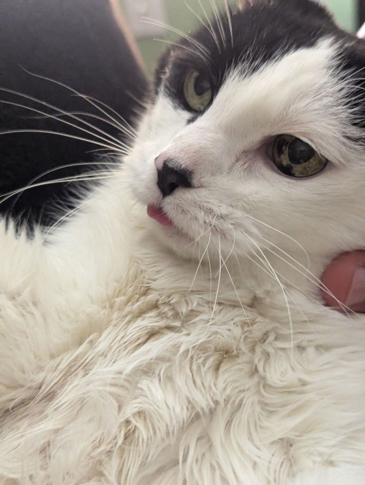 Black and white cat, close-up, with his tongue sticking out.