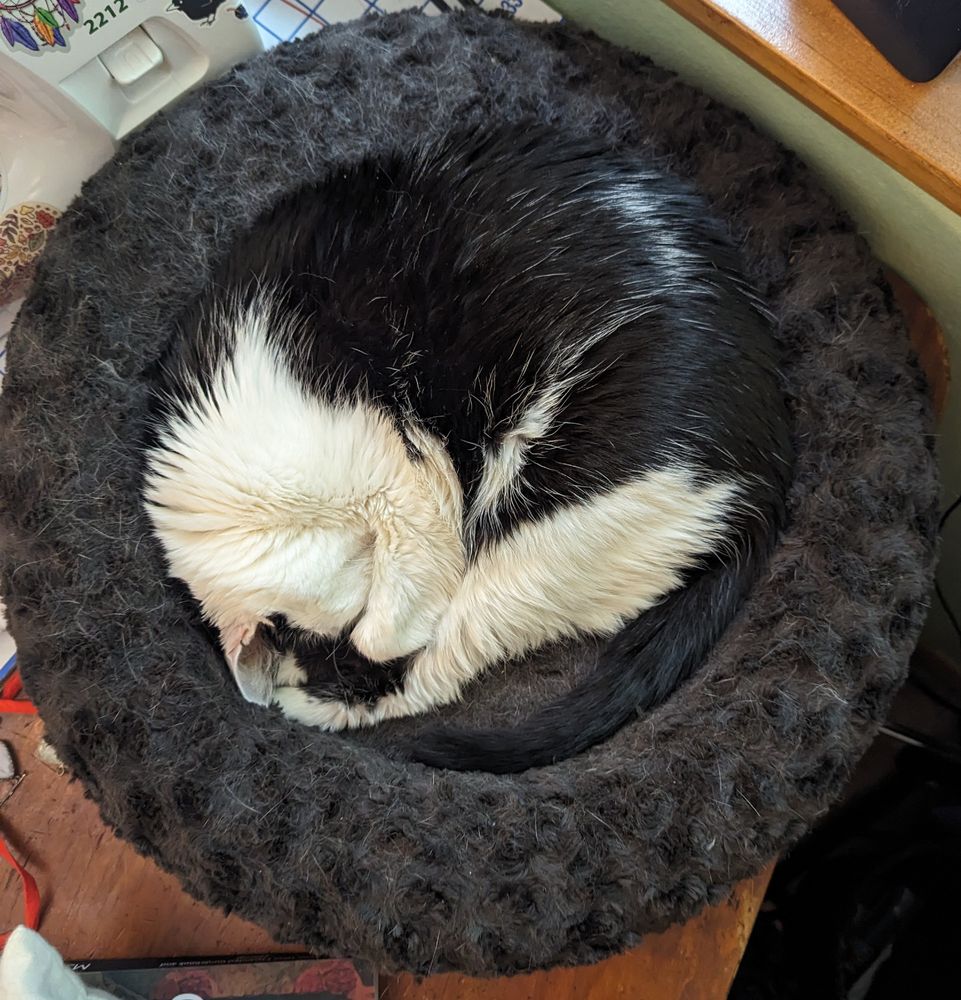 Black and white cat in a cat bed, very circular.
