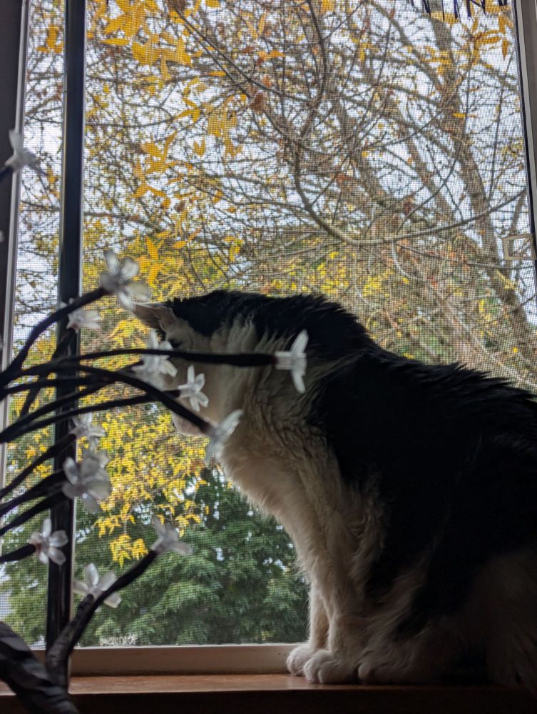 Black and white cat sitting in a windowsill in autumn, watching the street below. 