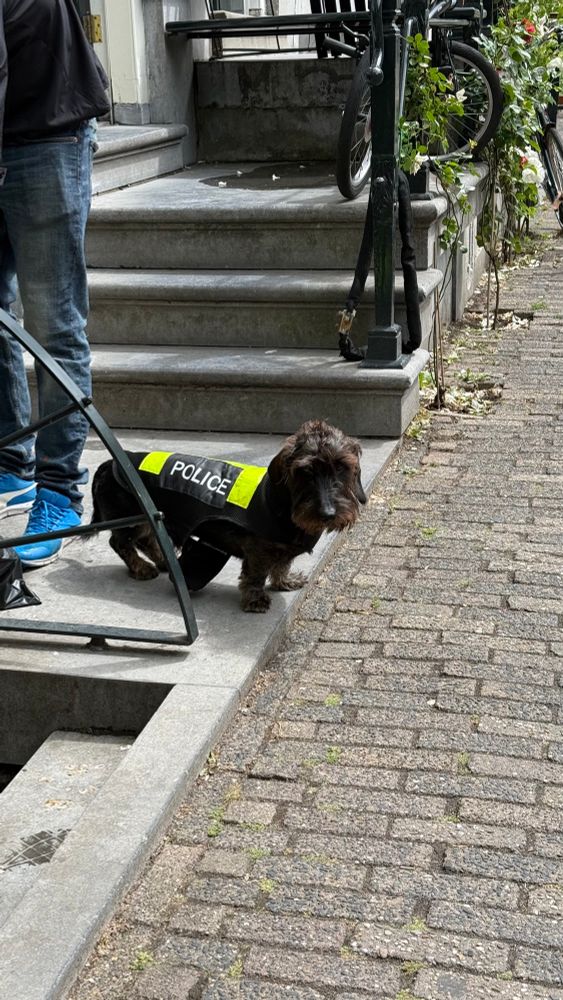 Long haired dachshund wearing a vest that says “POLICE” in Amsterdam on residential curb
