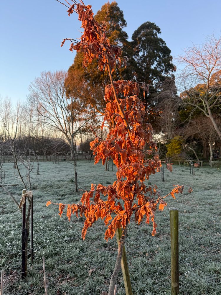 Golden leaves in morning sun with frost on ground 