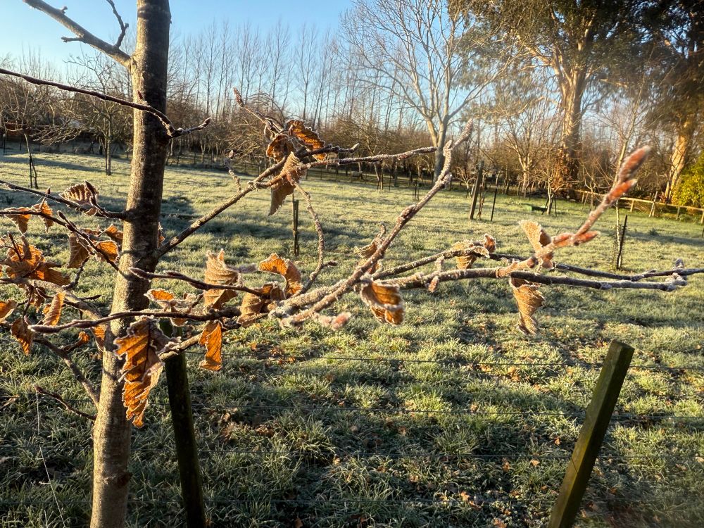 Frost on branches 