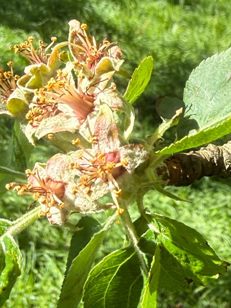 Applets just after pollination. 