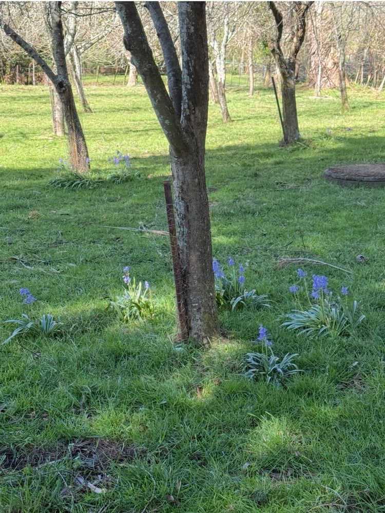 Bluebells naturalising around the apple trees. 