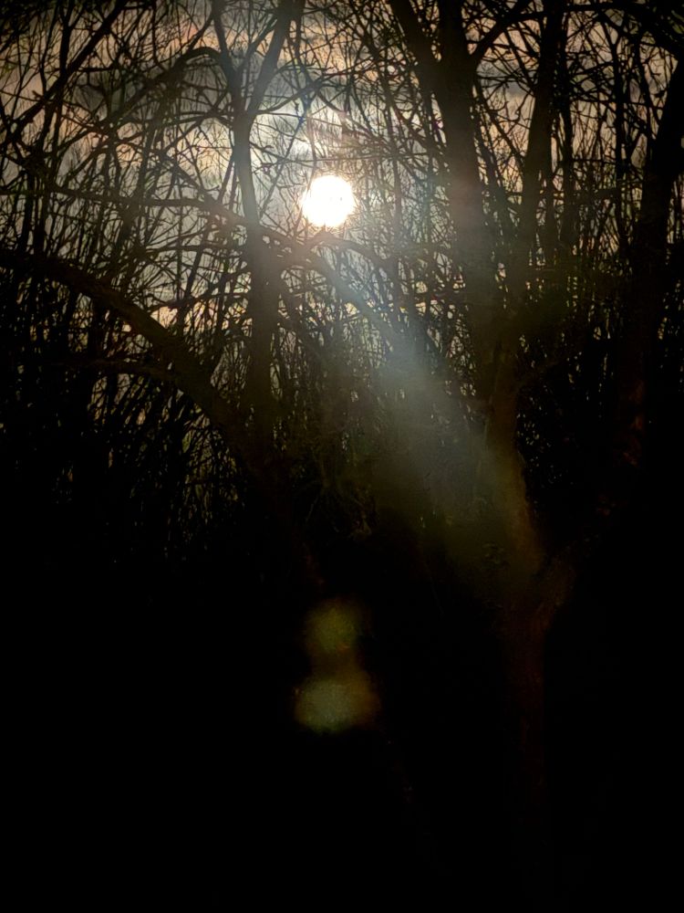 Moonrise over winter orchard 
